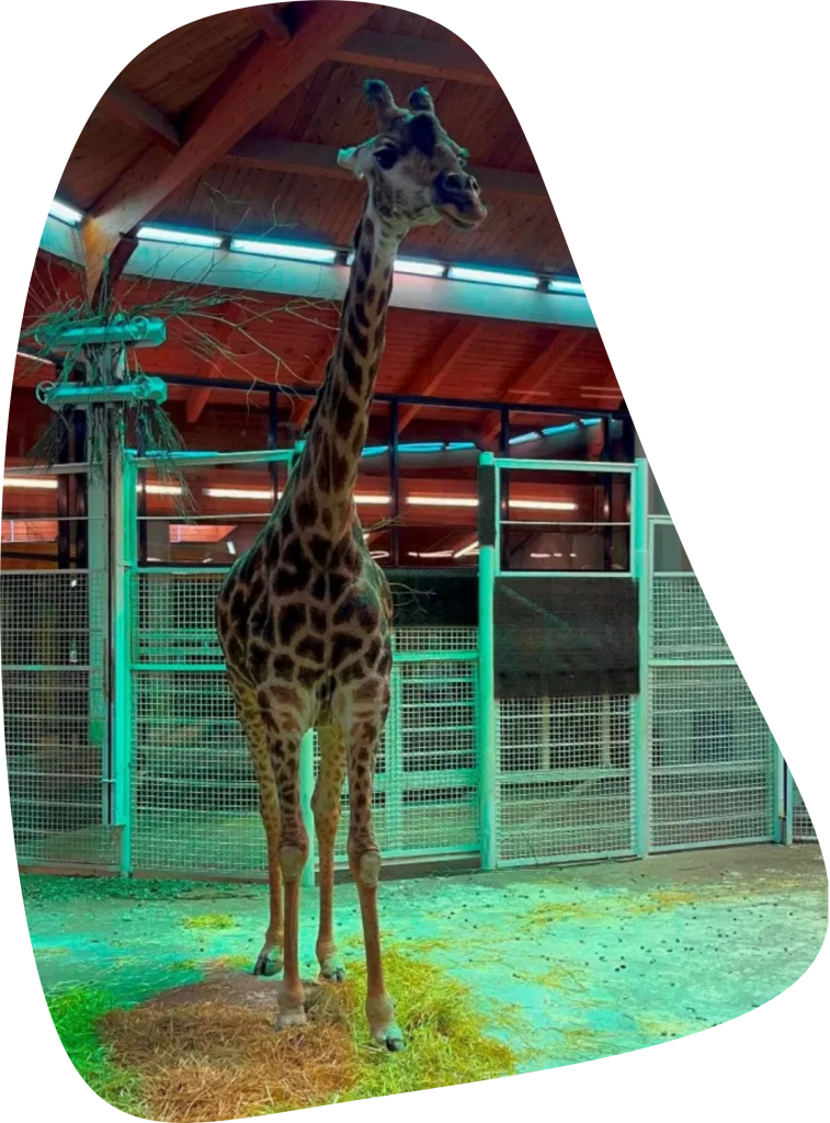 Jiraf_Lipa_blagotvoritelnost_BOUZ.png